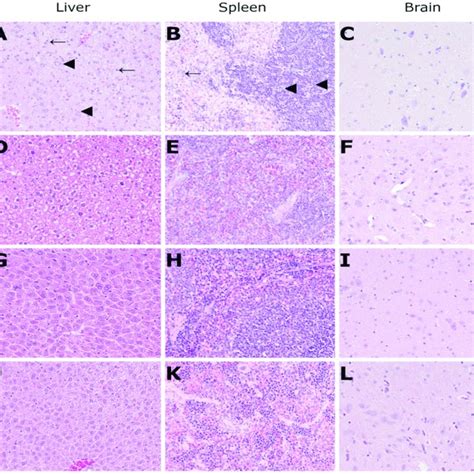 Comparisons Of PCR Results In B6 IFNAR TmAgt And NOD Cg Prkdc Scid