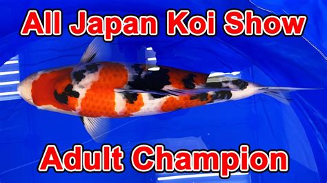 Adult Champion Koi53rd All Japan Nishikigoi Show 2023 YouTube