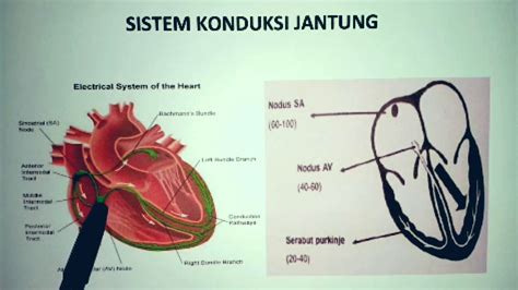 Sistem Konduksi Jantung Dan Pengertian Ekg Animasi – Otosection