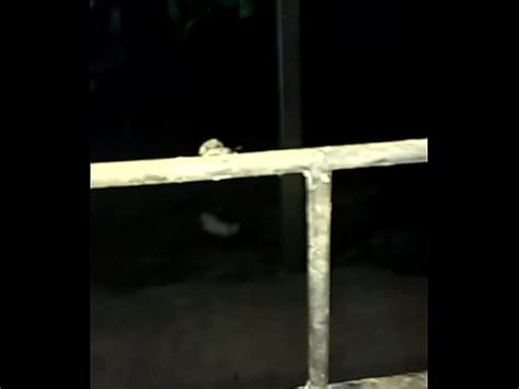 Foda De Besouro Bem Dada XVIDEOS