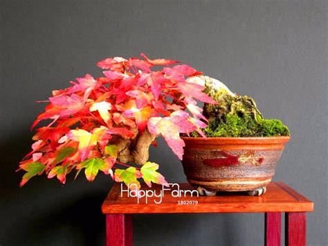 Japanese Maple Tree Bonsai Seeds 30pcs - Pure Bonsai