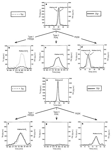 Type II PIPK Phosphorylates PtdIns 5 P 32 P Labelled PtdIns 4 5 P 2