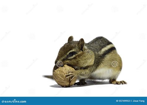 Chipmunk And Walnut Stock Image Image Of Eating Walnut 55749953