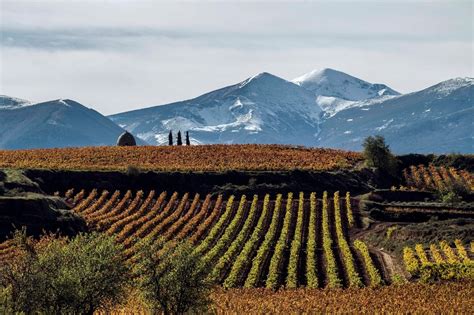 La Denominación de Origen Calificada Rioja blinda la exclusividad de