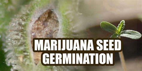 How to Germinate Weed Seeds - THE BEST METHOD