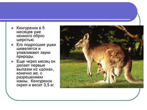 Сумчатое животное кенгуру - презентация онлайн
