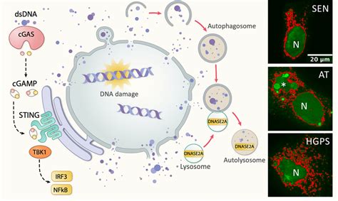 Damaged DNA Marching Out Of Aging Nucleus Aging