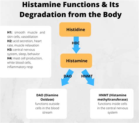 Healing Histamine Intolerance The Complete Guide