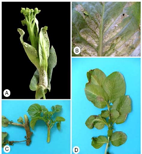 Disease Caused By Chromista A White Rust Albugo Candida On