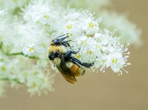 Ecofriendly Sask Ecosask News July 13 2021