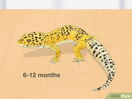 Leopard Gecko Male Vs Female Ways To Tell The Difference Off