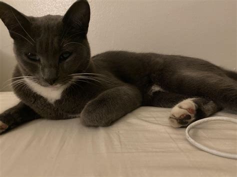 Found Cat : r/bloomington