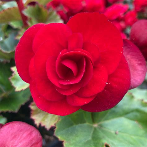 Begonia Solenia Velvet Red