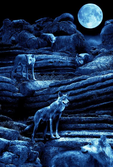 Blue Moon Wolf Pack Photograph by Mal Bray