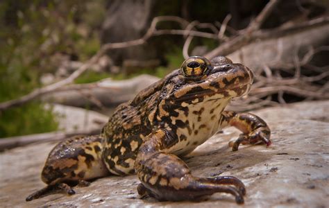 Mountain Yellow Legged Frog FWS Gov