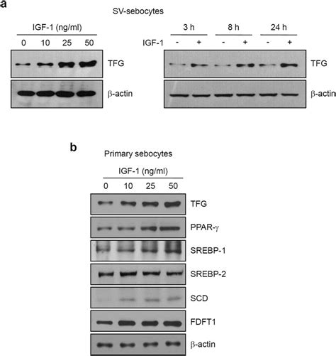 Igf Increases Tfg Levels A Sv Sebocytes Were Grown To