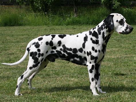 Dalmatian Pictures