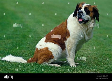 Hd Duck Wallpaper Saint Bernard