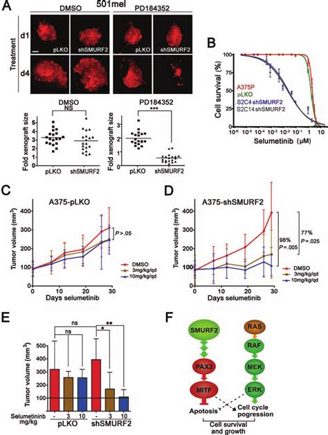 SMURF2 Depletion Sensitizes Melanoma Cells To MEK Inhibition In Vivo