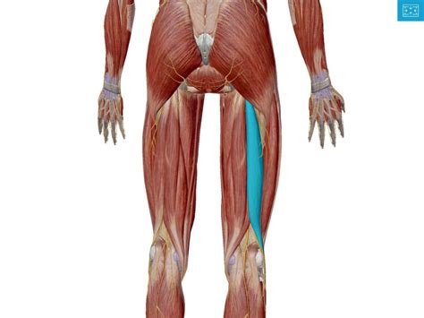 大腿二頭筋のトリガーポイント鍼治療｜大腿部の痛み 鍼灸師のスキルアップ塾