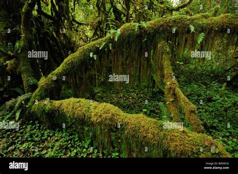 Queets Rainforest Fotograf As E Im Genes De Alta Resoluci N Alamy