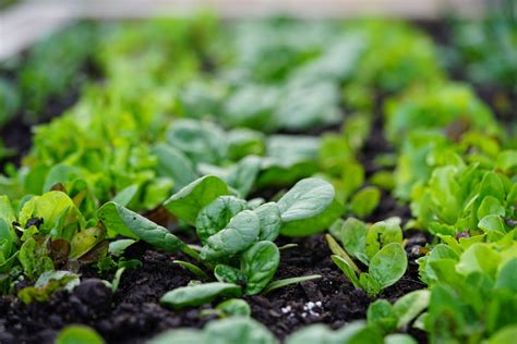 Spinach Plant Stages