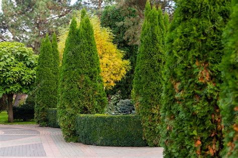 Premium Photo Decorative Evergreen Trees In The Landscape Design