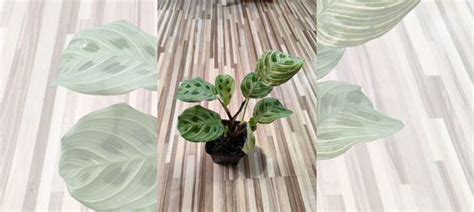 Маранта фэнтези купить в Москве | Товары для дома и дачи | Авито