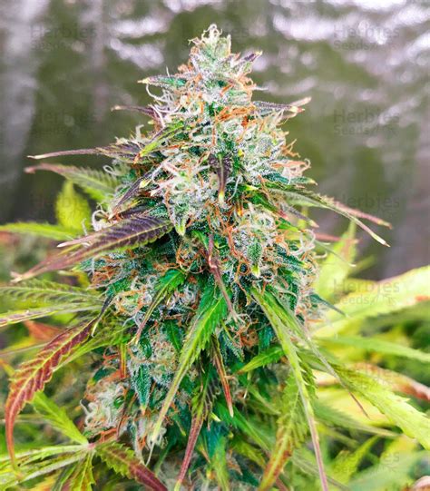 Buy Gg Original Glue Auto Feminized Seeds By Fast Buds Herbies Seeds