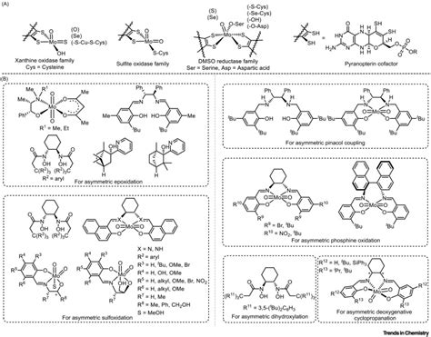 Recent Advances In Molybdenum Catalyzed Asymmetric Organic