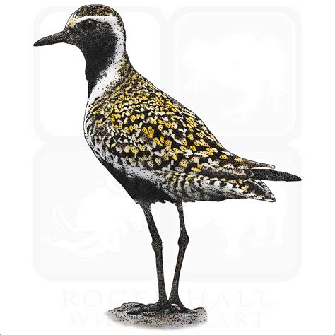 Stock Art Drawing Of A Pacific Golden Plover