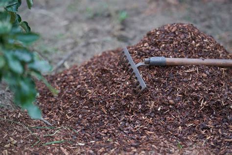 Compost Vs Mulch Whats The Difference