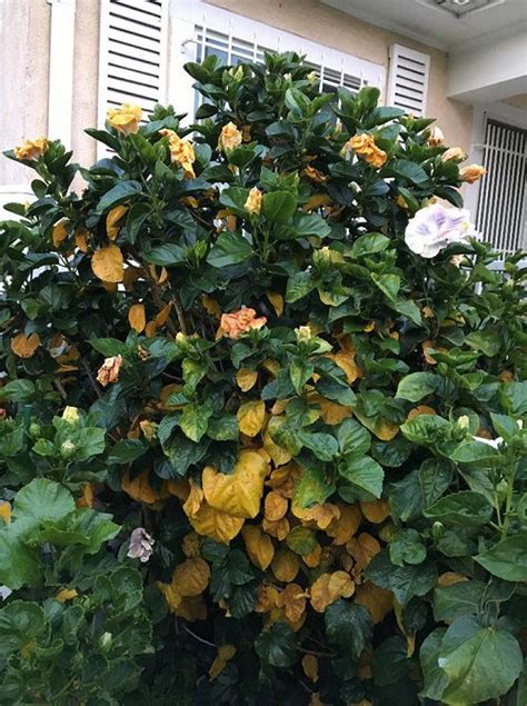 Hibiscus Leaves Turning Yellow 6 Problems And Solutions