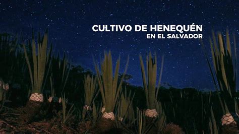 Cultivo de henequén en El Salvador YouTube