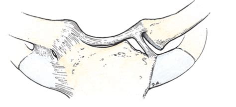 Sternoclavicular Joint Ligaments Diagram | Quizlet