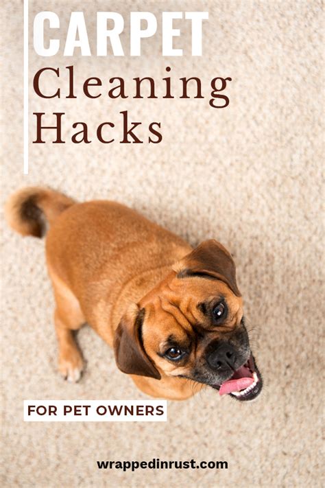 Carpet Cleaning Hacks For Pet Owners Wrapped In Rust