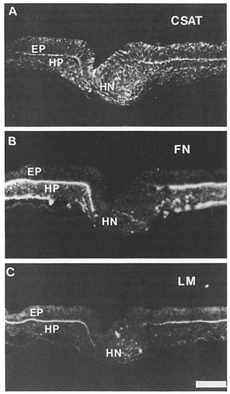 Figure L Fluorescence Photomicrographs Of Transverse Sections Showing