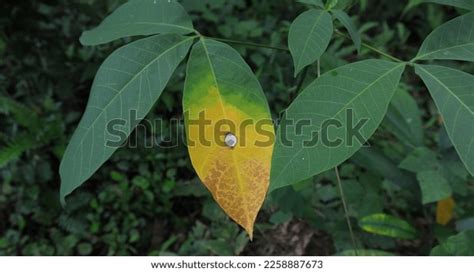 Rubber Leaf Leaf Spot Fungal Disease Stock Photo 2258887673 | Shutterstock