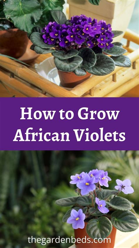 Here Are 7 Tips To Growing Beautiful African Violets Right In Your Home Artofit