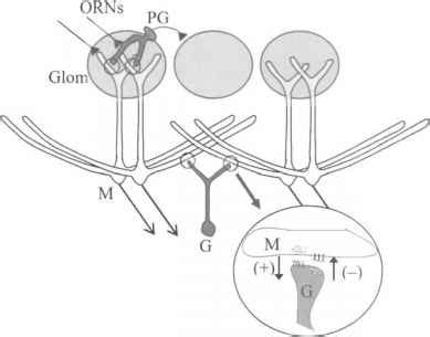 Olfactory Bulb Anatomy - Dopamine Release - Mussen Healthcare