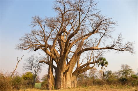 African Baobab Tree