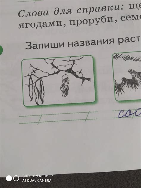 Запишите названия растения - Школьные Знания.com