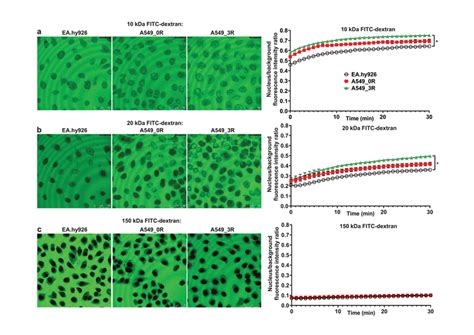 Functional State Of The Npc Permeability Barrier In Noncancer