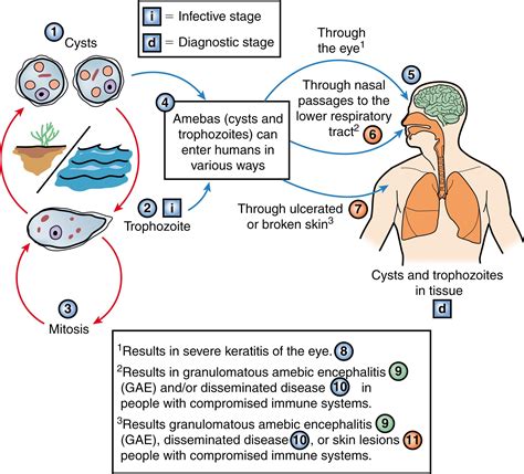 Acanthamoeba Species Clinical Tree