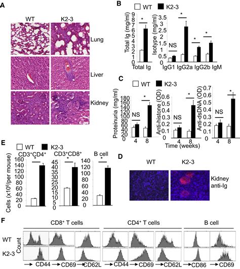 The Transcription Factors Egr2 And Egr3 Are Essential For The Control