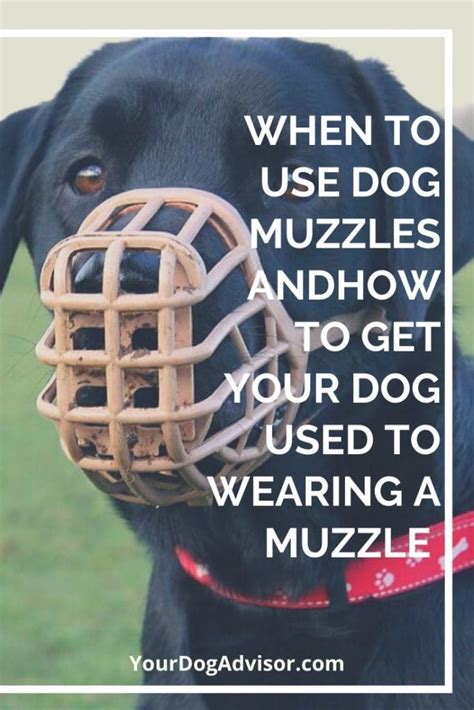 When To Use Dog Muzzles And How To Get Your Dog Used To Wearing A