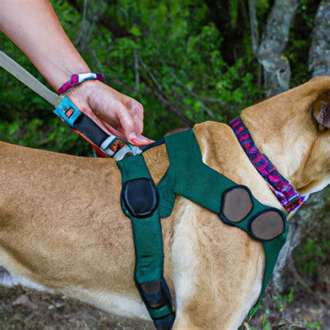 How to Properly Fit a Harness on Your Dog: A Step-by-Step Guide - The ...