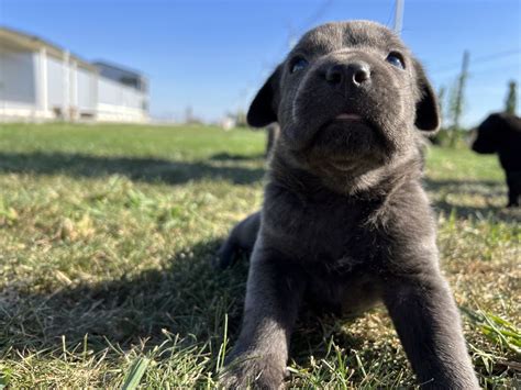 Pui Cane Corso Rasa Pura Mizil Olx Ro