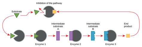 Feedback Inhibition in Metabolic Pathways – Principles of Biology