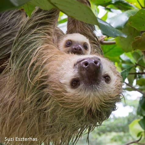 3. Taxonomy - The Sloth Conservation Foundation